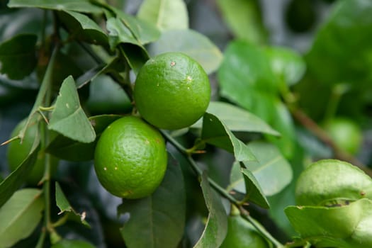 Fresh green raw lemon in the Garden tree. Testy lemon fruits. Refreshing summer drink ingredient