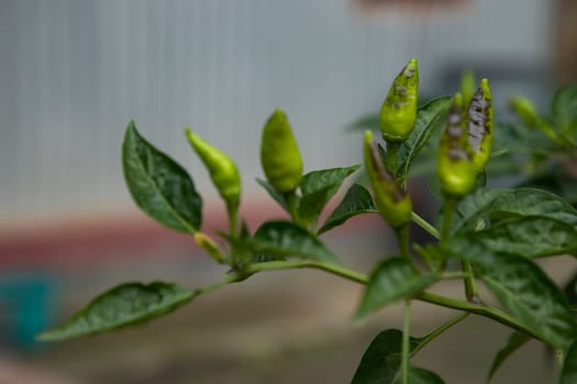Green chili on tree branch Natural view