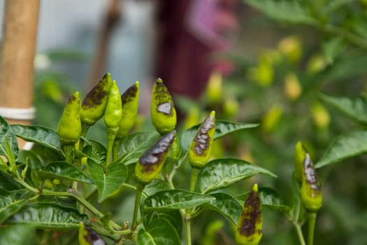 Raw Green chilis   on  trees