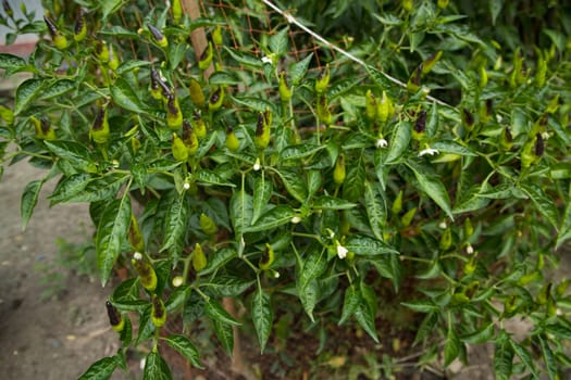Raw Green chilis   on  trees