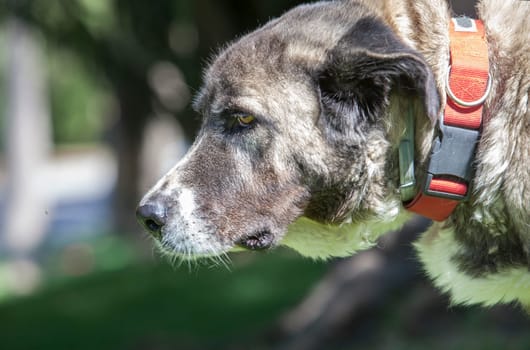 Female mature Spanish Mastiff portrait. She wears red collar