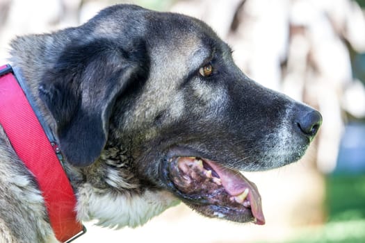Female mature Spanish Mastiff portrait. She wears red collar