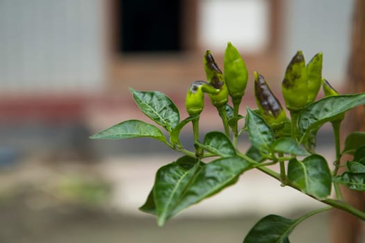 Green chili on tree branch Natural view