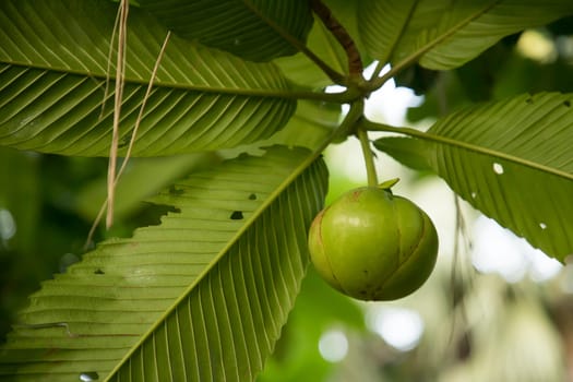Green elephant apple fruit on the tree