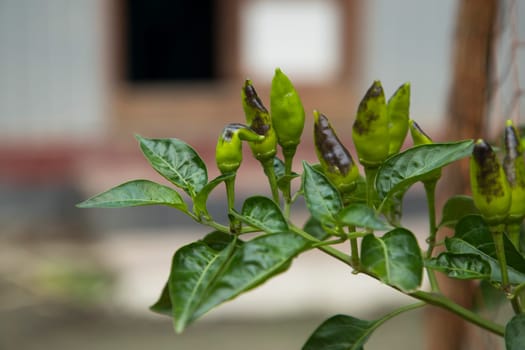 Green chili on tree branch Natural view