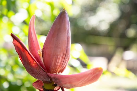 Blossom Banana Flower with blurry Background