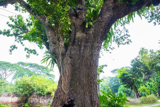 the biggest tree in the forest with a greenery view