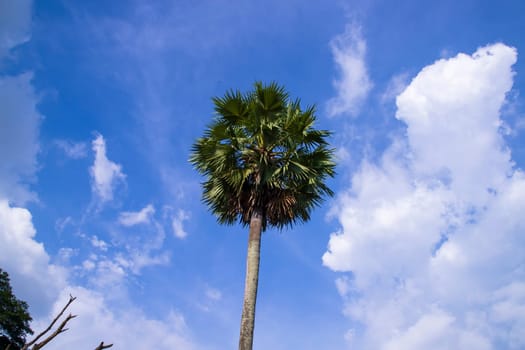 Palm tree against blue sky with white cloudy Natural view