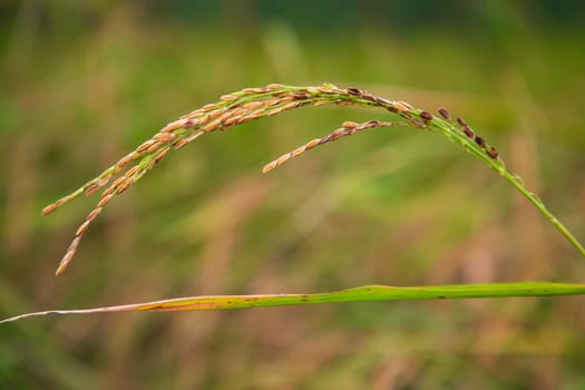 Ripe Golden Paddy rice spike with the blurry background