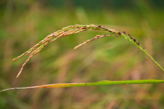 Ripe Golden Paddy rice spike with the blurry background