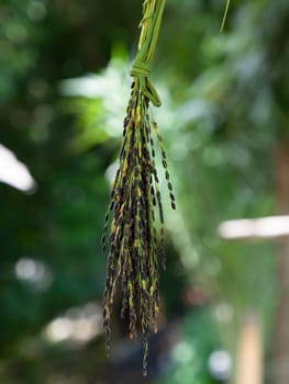 Ripe Black Aush Paddy rice spike with the blurry background