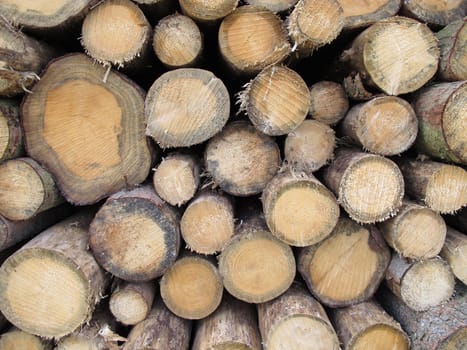 Wood stack from front - pile with long timber logs of wood