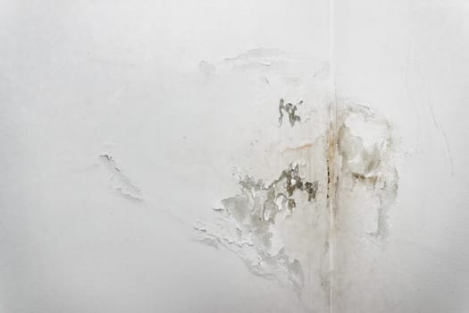 Mold fungus on ceiling and wall of roomcreating health problems for the home owners. Molds can thrive on any organic matter including ceilings, walls and floors of homes with moisture.