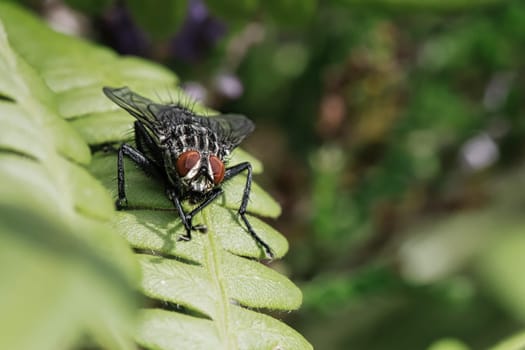 Flesh fly on a green leaf with light and shadow. Hairy legs in black and gray. Insect feeding. Macro shot of a fly