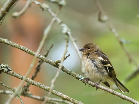 Chaffinch young on a branch in the forest. Brown, gray, green plumage. Small songbird in nature. Animal photo of small bird