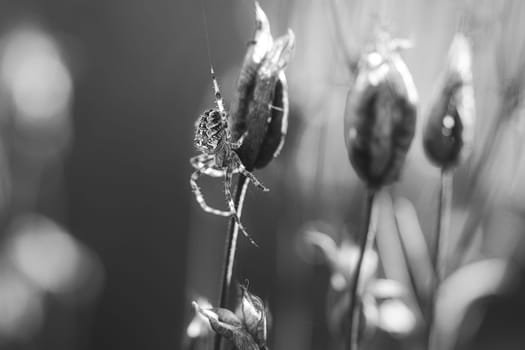 Cross spider shot in black and white, crawling on a spider thread to a plant. Blurred background. A useful hunter among insects. Arachnid. Animal photo from the wild.