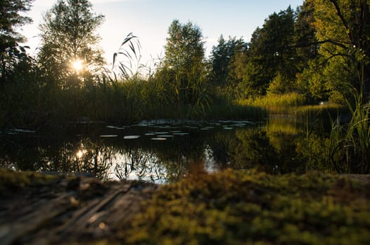 On a lake in Sweden, with water lilies and reeds. In the background forests and blue sky. Nature shot from the north