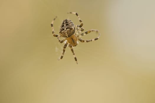 Cross spider shot crawling on a spider thread. Halloween fright. Blurred background. A useful hunter among insects. Arachnid. Animal photo from the wild.