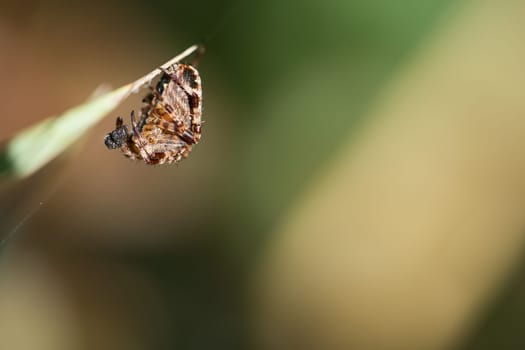 Cross spider huddled, with prey on a blade of grass. A useful hunter among insects. Arachnid. Animal photo from the wild.