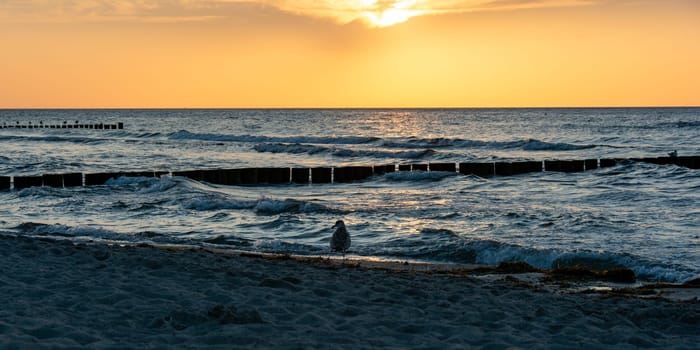 Panorama  -  On the sandy beach with seagulls and groyne at sunset