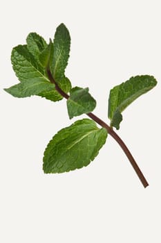 Branch of pepper mint isolated on white background