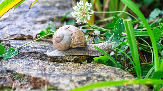 Vineyard snail crawls across a path into the grass. Close up of the mollusk. large snail