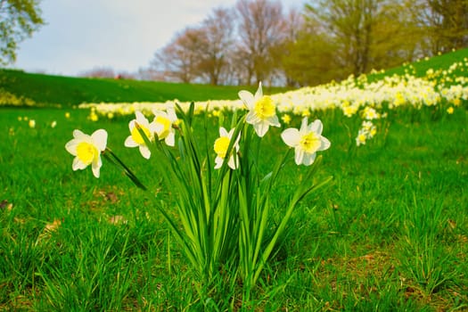 Daffodils at Easter time on a meadow. Yellow white flowers shine against the green grass. Early bloomers that announce the spring. Plants photo
