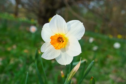 Daffodils at Easter time on a meadow. Yellow white flowers shine against the green grass. Early bloomers that announce the spring. Plants photo