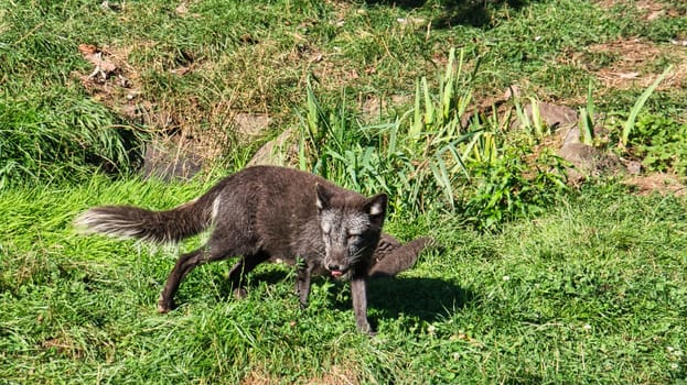 Black fox in close-up looking at the viewer. The animal is not afraid and looks interested. Animal shot of the saw animal