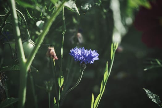 Cornflower flower single in a field. Blue shine the petals. Detail shot from natural environment.