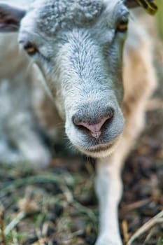 sheep snout funny taken with eye contact to the observer. kiss me says the pose. taken in brandenburg