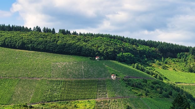 Vineyards in Saarburg in Saarland. View of the vineyards. the mountain stands in green splendor