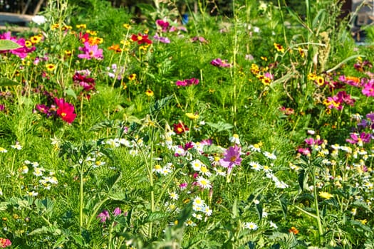 Flower meadow with different colored flowers. Spring and summer flower meadow. Romantic sight