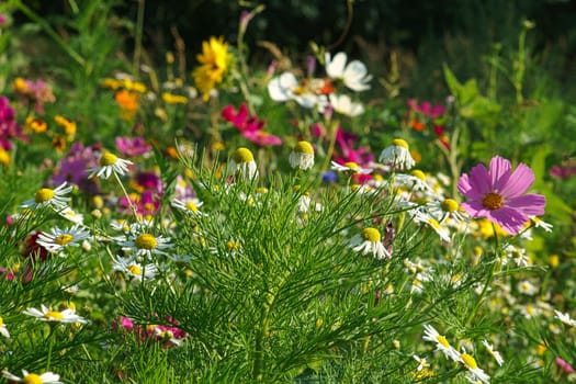Flower meadow with different colored flowers. Spring and summer flower meadow. Romantic sight