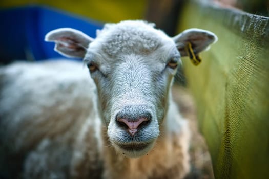 sheep snout funny taken with eye contact to the observer. taken in brandenburg