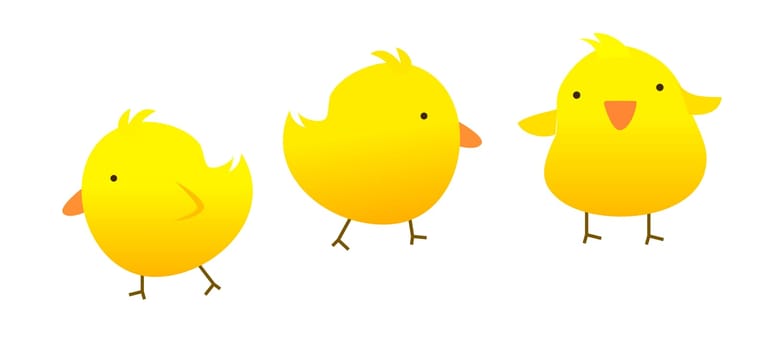 three yellow chickens on a white background
