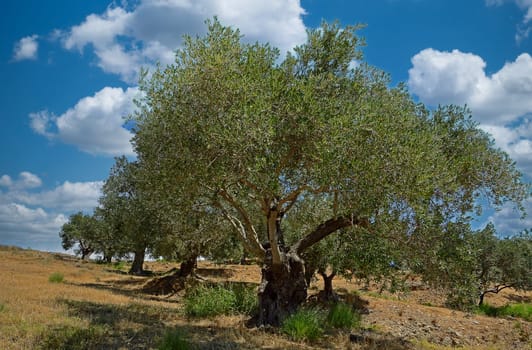 olive trees