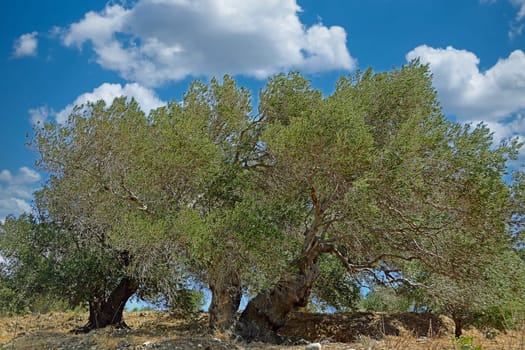 olive trees