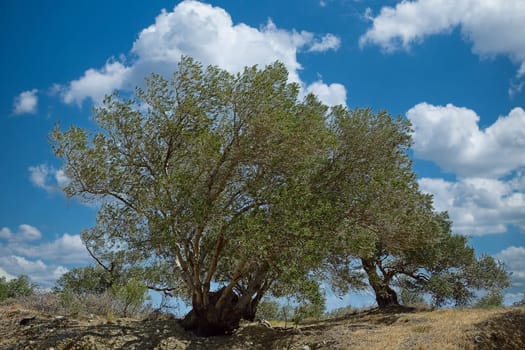 olive trees