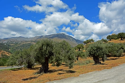 olive trees
