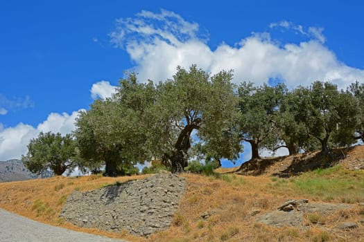 olive trees
