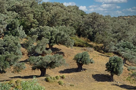 olive trees