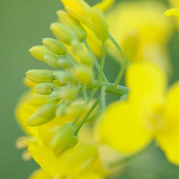 rapeseed