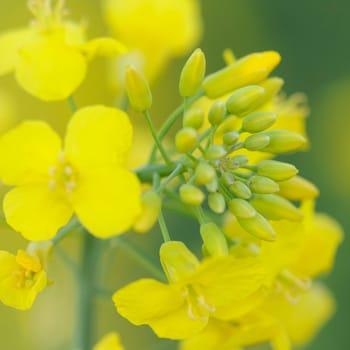 rapeseed