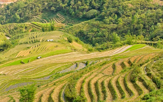 Green rice terraced in Northern Vietnam