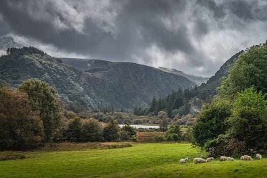 Flock of sheeps grazing on green field in Glendalough with autumn forest, mountains and lake with dramatic storm sky in background, Wicklow, Ireland