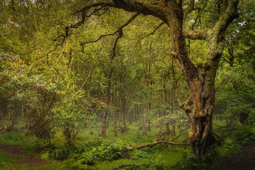Majestic old tree covered in moss and illuminated by sunlight in moody, deep dark forest, Glendalough, Wicklow, Ireland