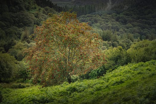 Majestic old tree covered in moss and illuminated by sunlight in moody, deep dark forest, Glendalough, Wicklow, Ireland