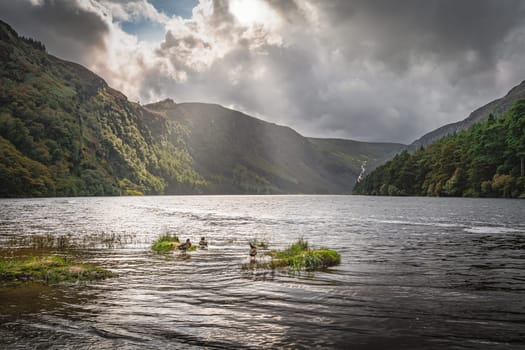 Ducks in the Glendalough Lake with autumn forest and mountains illuminated by sunrays in the background. Dark storm clouds and sky, Wicklow, Ireland