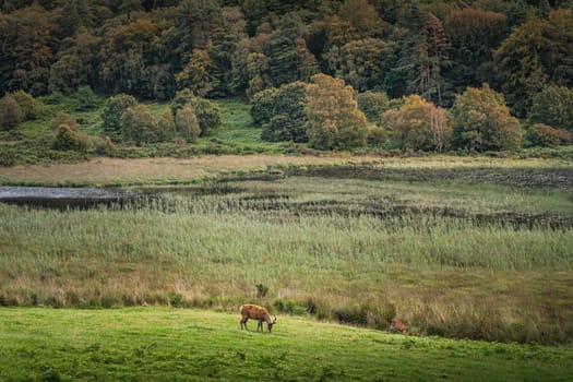Two deers or roes grazing on green field in Glendalough with forest, lake and mountains in the background, Wicklow, Ireland